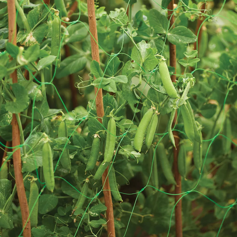 Grow It Pea & Bean Support Netting 6x1.7m Green