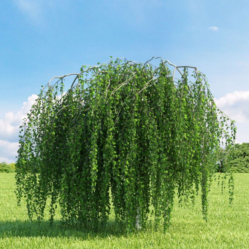 Betula pendula - silver birch