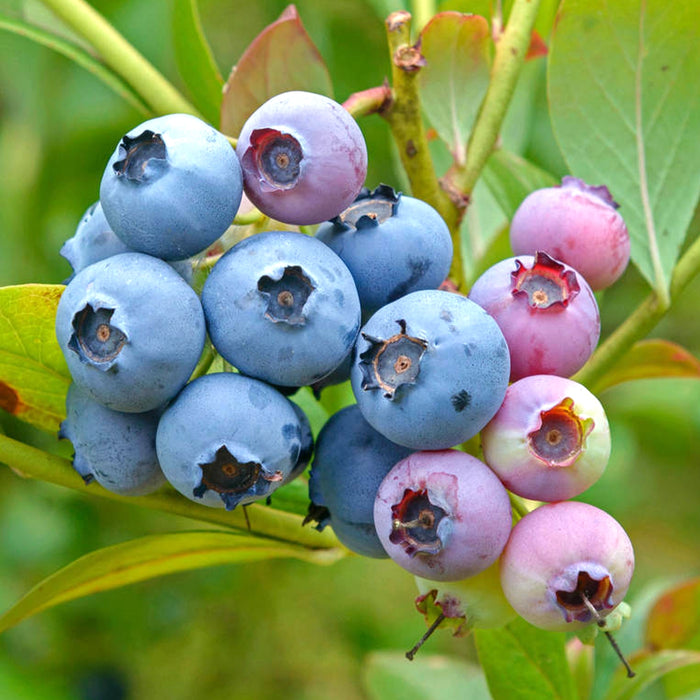 Blueberry 'Bluecrop' | Vaccinium corymbosum  'Bluecrop'
