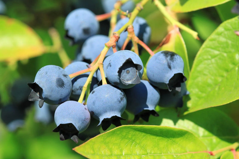 Blueberry 'Jersey' | Vaccinium corymbosum Jersey 2 Litre
