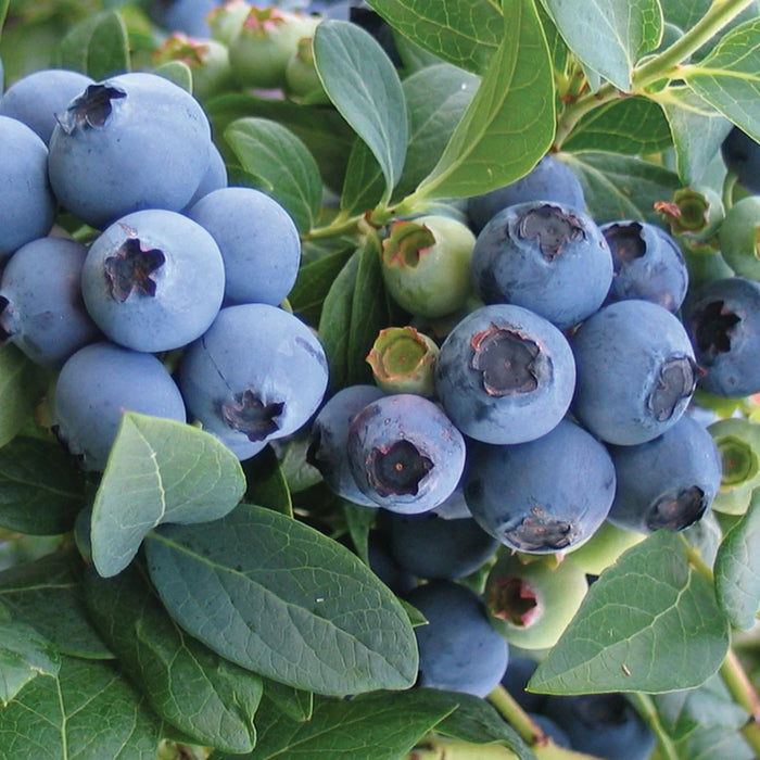Blueberry 'Bluecrop' | Vaccinium corymbosum  'Bluecrop'