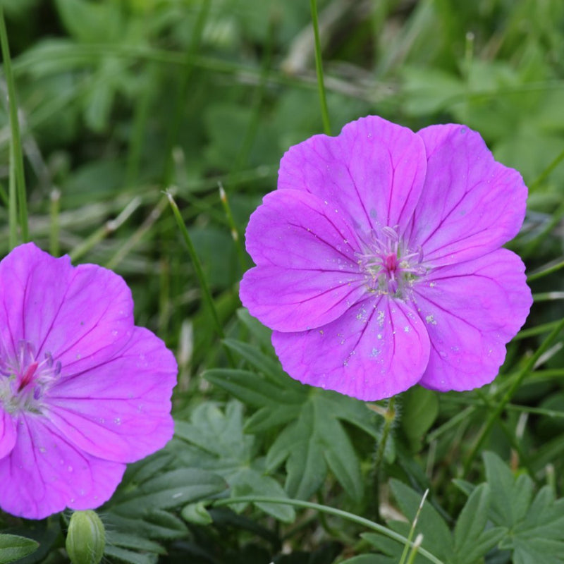 Geranium 'Blushing Turtle' 2L