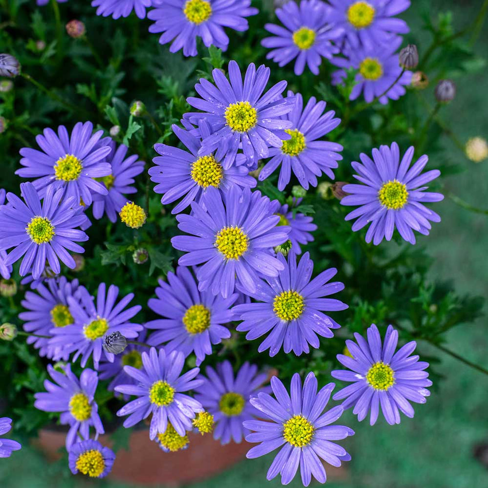 Buy Seasonal Bedding Plants Bedding Plants Dublin Bedding Plants