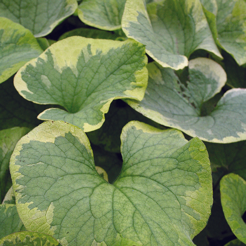 Brunnera mac. 'Hadspen Cream' 2L