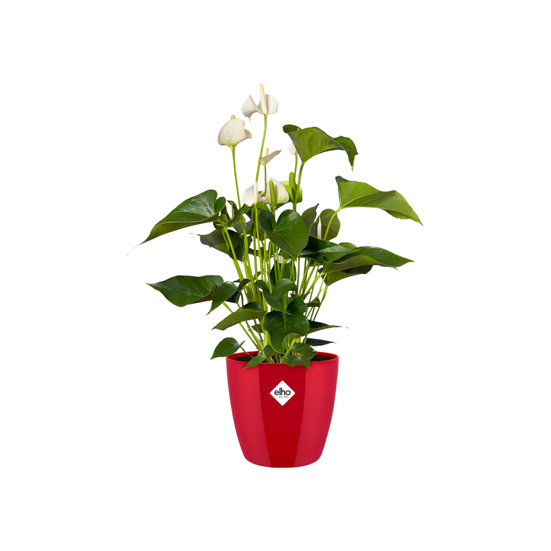 Elho Brussels Diamond Round Red 16cm