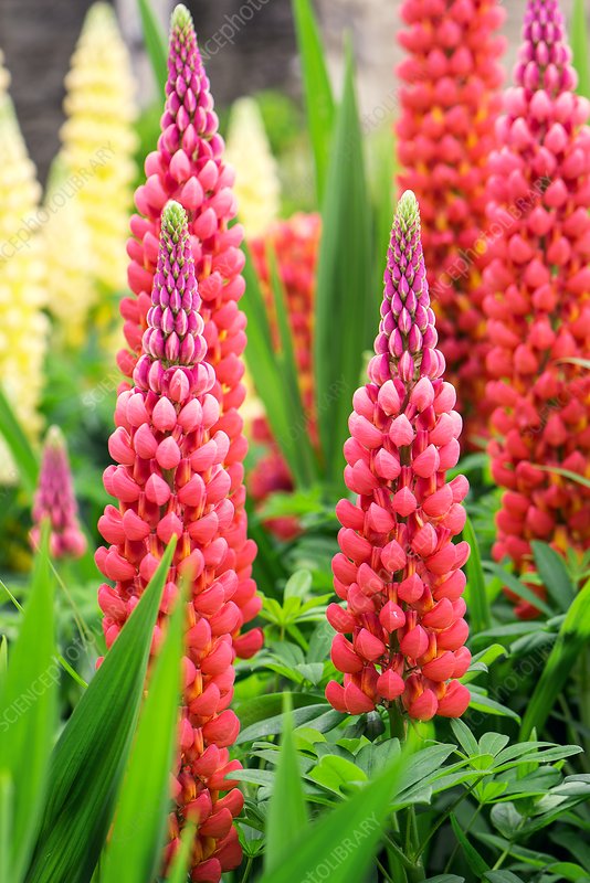 Lupin Gallery Red 2 Litre