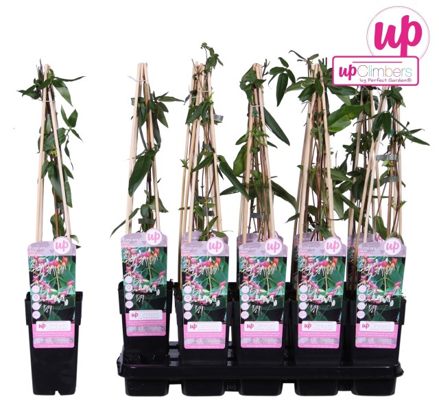 Lonicera Henryi | Henry's Honeysuckle