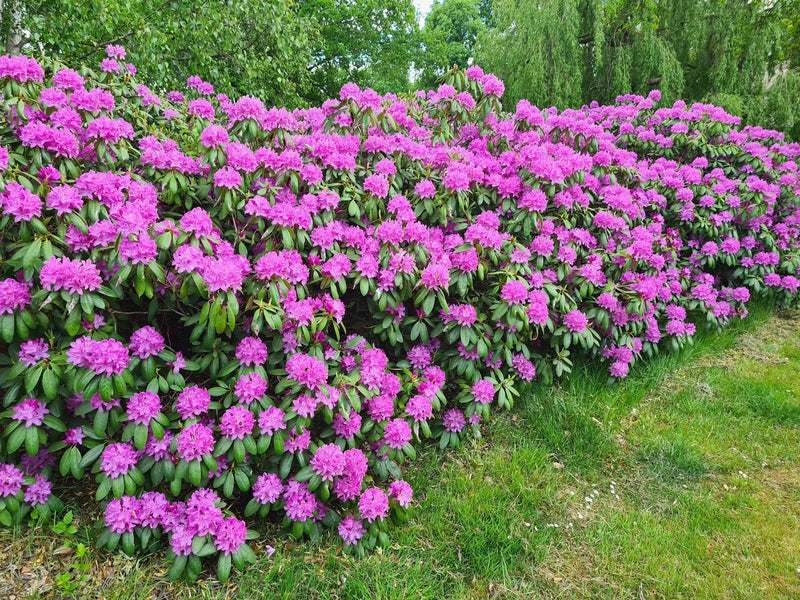 Rhododendron ponticum 'Roseum' 5L