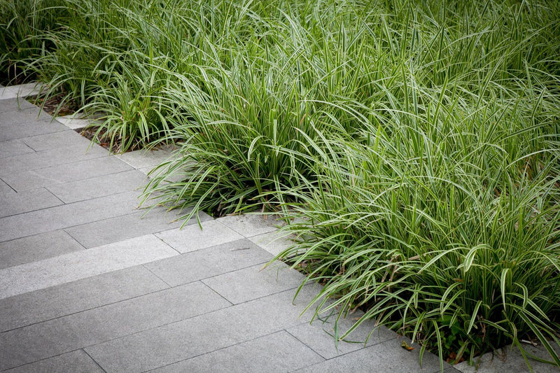 Carex morrowii Ice Dance