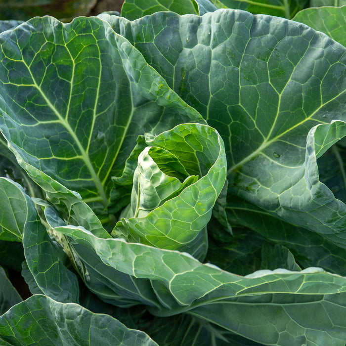 Cabbage (Spring Greens) Winter Special