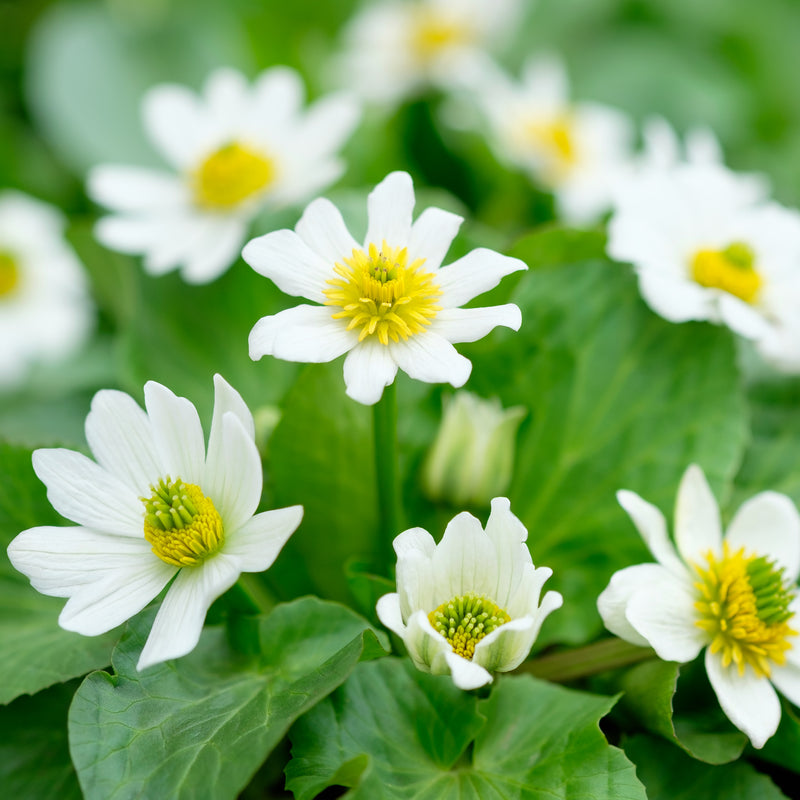 Caltha leptosepala | Giant Marsh Marigold P9