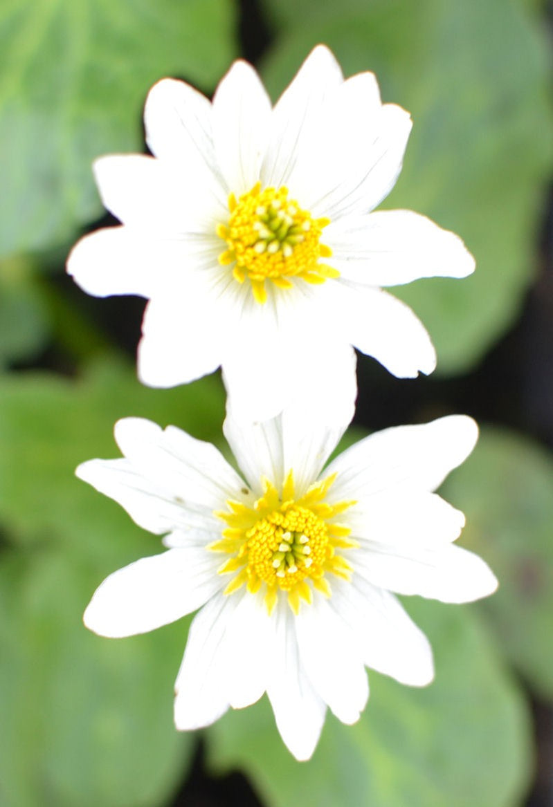 Pond Plants Ireland Pond & Water Garden Plants For Sale Water