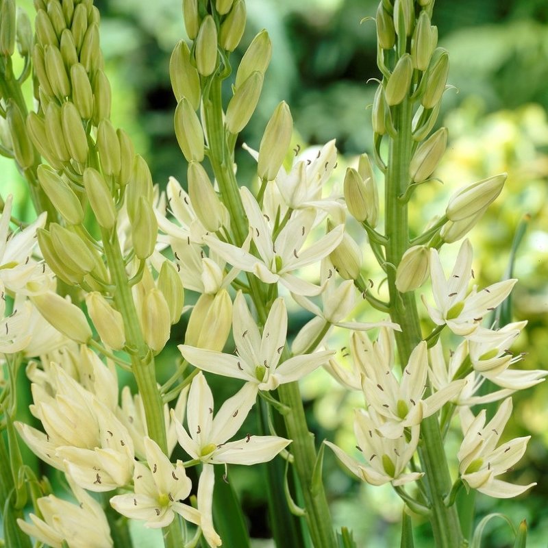 Camassia caerulea 'Alba' 2 Litre