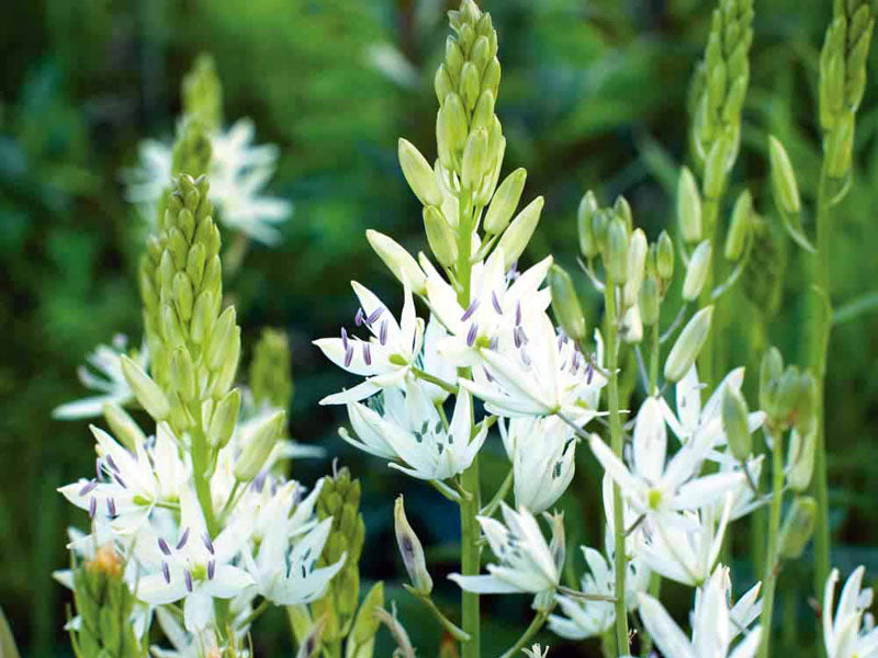 Camassia caerulea 'Alba' 2 Litre