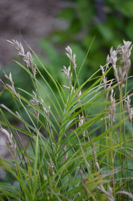 Carex muskingumensis | Palm Sedge P9