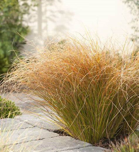 Carex testacea 'Prairie Fire' P14