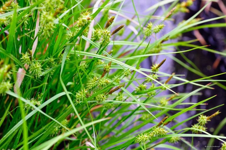 Carex flava | Yellow Sedge P9