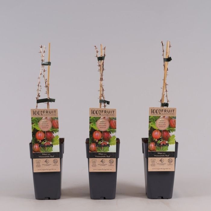 Gooseberry | Ribes 'Hinnonmaki Red'