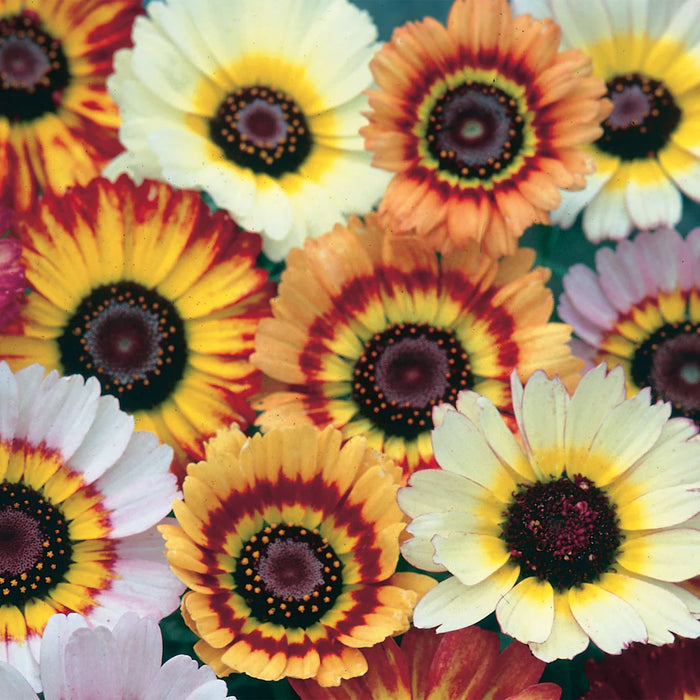Chrysanthemum Tricolor Mixed