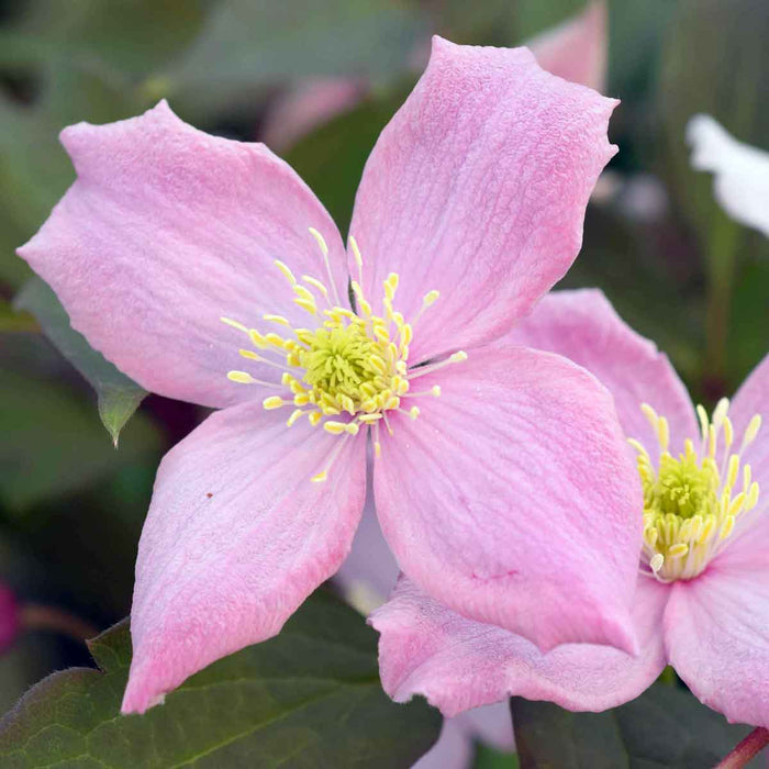 Clematis Montana 'Fragrant Spring'