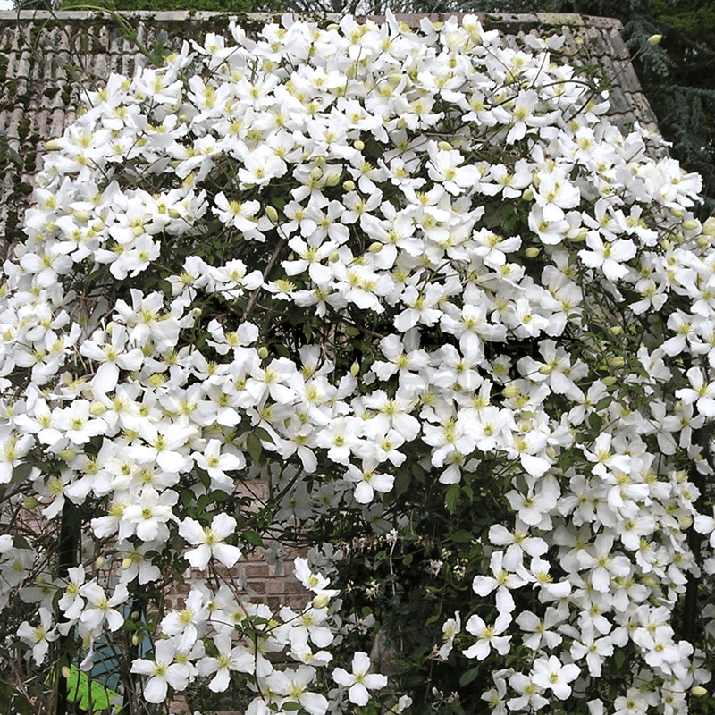 Clematis montana grandiflora