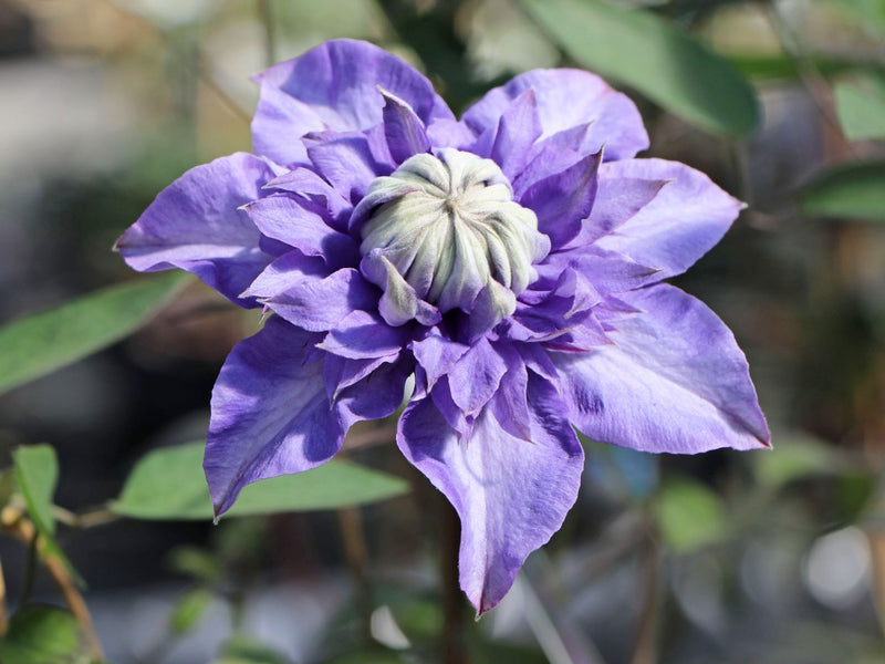 Clematis 'Multi Blue'