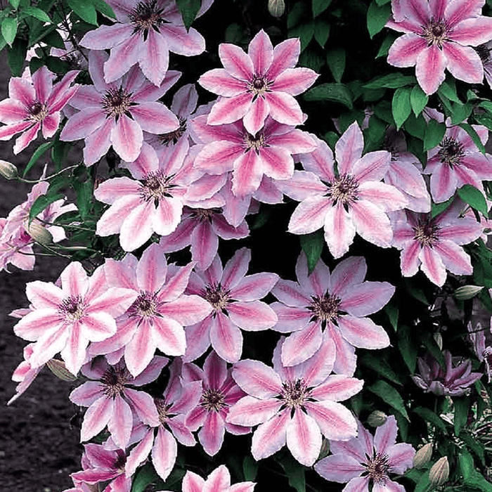 Clematis 'Nelly Moser'  2L 3 cane
