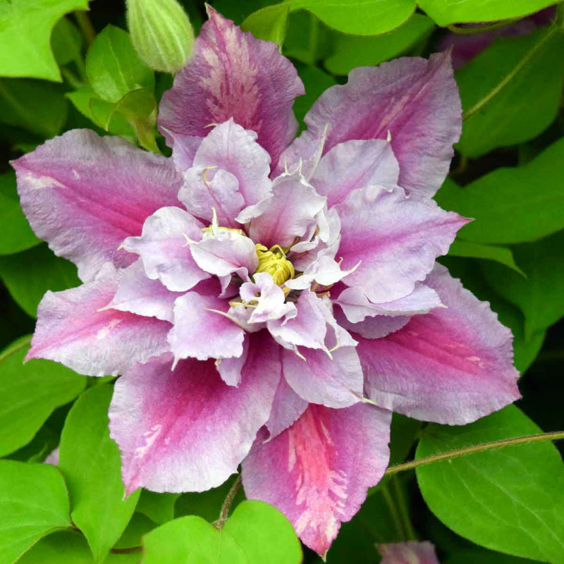 Clematis 'Piilu' 2L 4 Cane