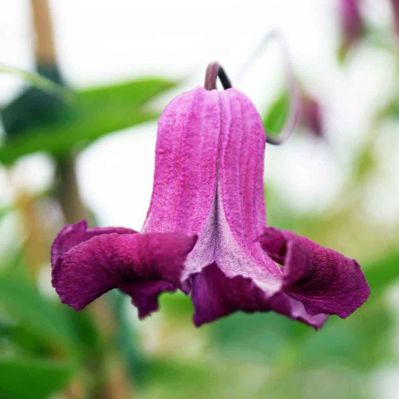 Clematis 'Queen Mother'