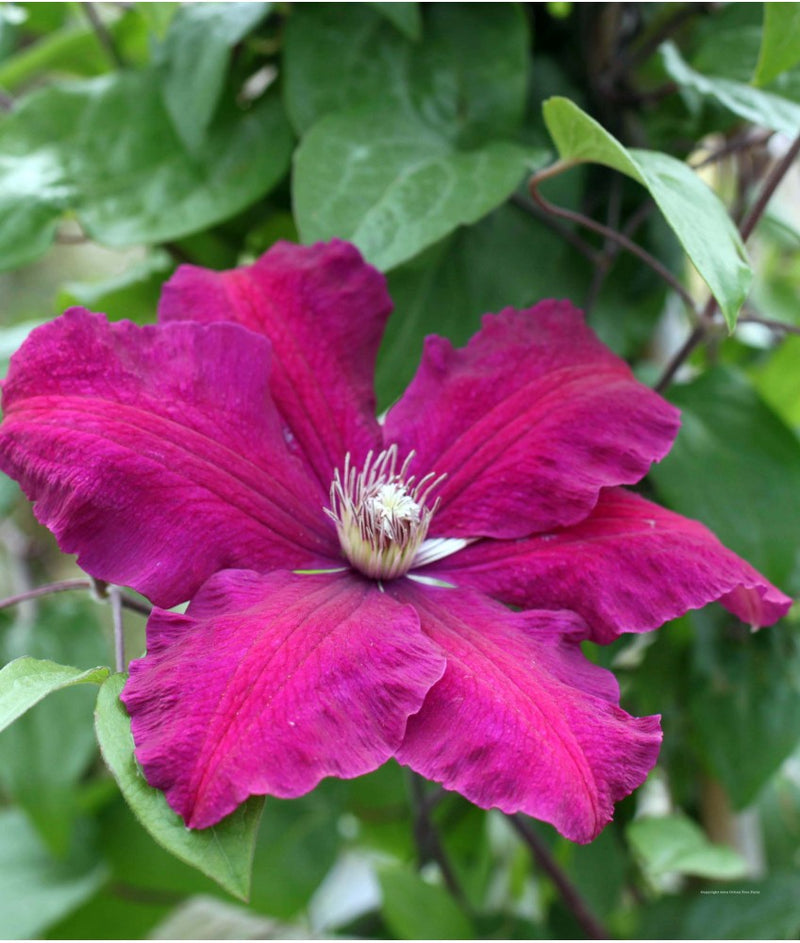 Clematis Rouge Cardinal