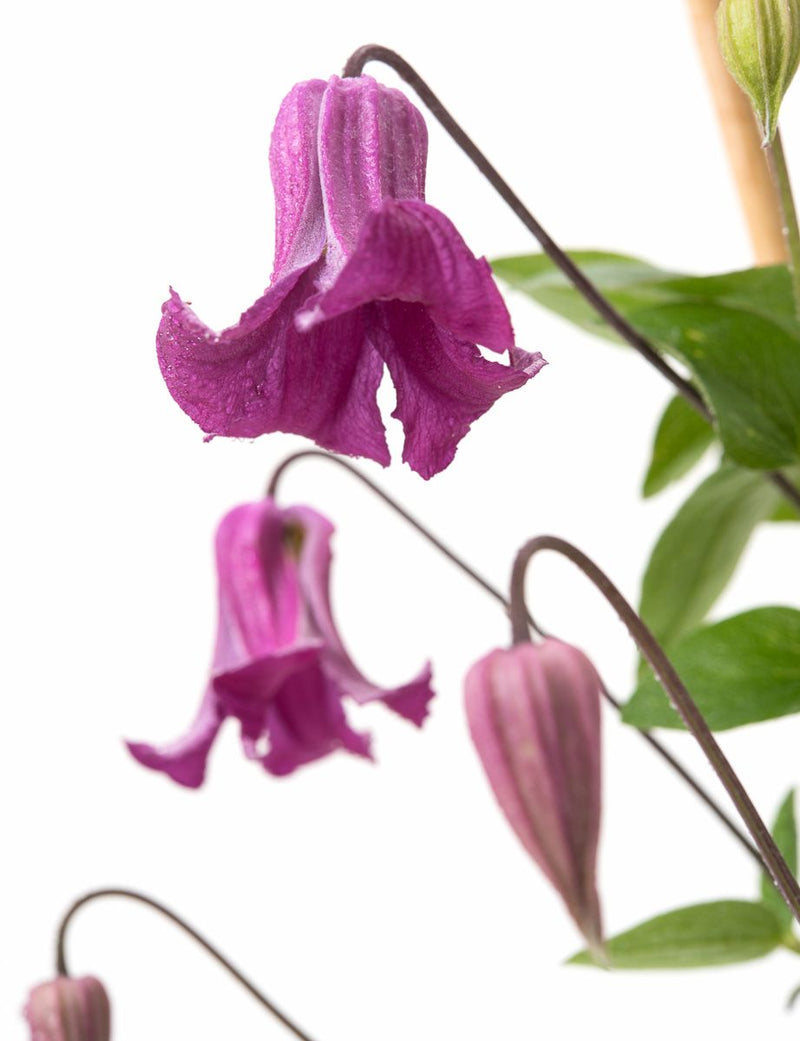 Clematis 'Queen Mother'