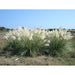 Cortaderia Selloana Mini Pampas Grass