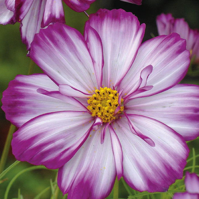 Cosmos Fizzy Rose Picotte
