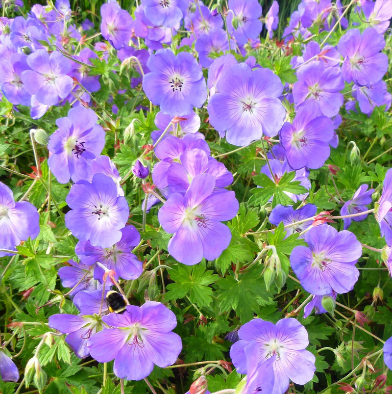 Geranium Rozanne
