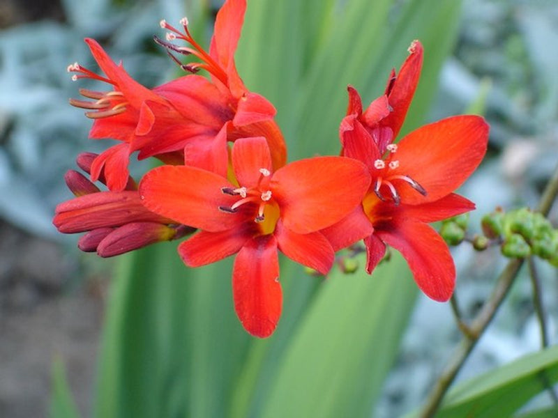 Crocosmia Lucifer (2 Litre)