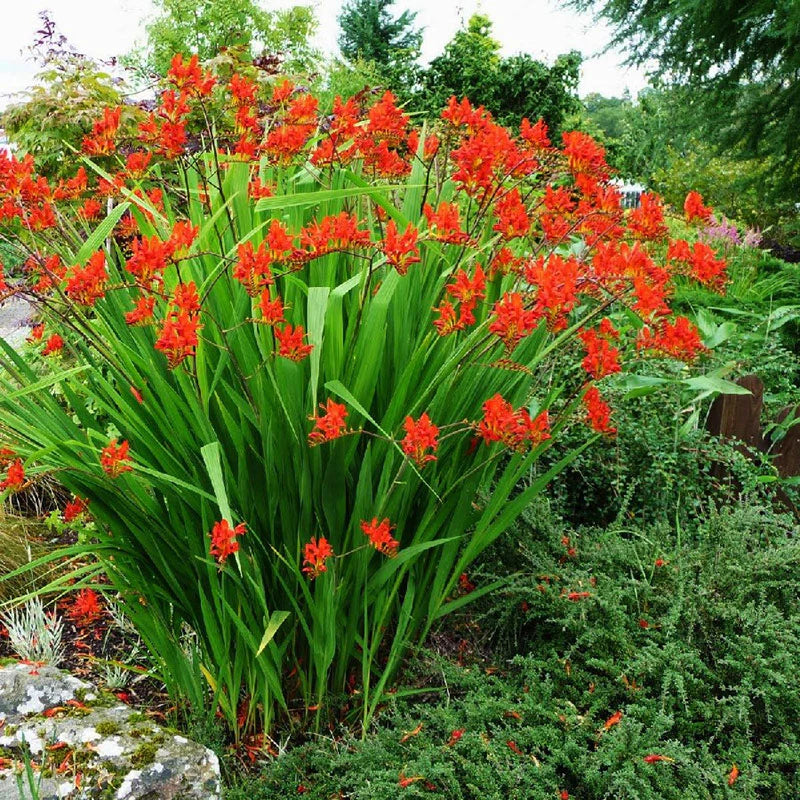 Crocosmia Lucifer (2 Litre)