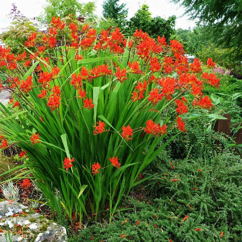 Crocosmia Lucifer 2 Litre