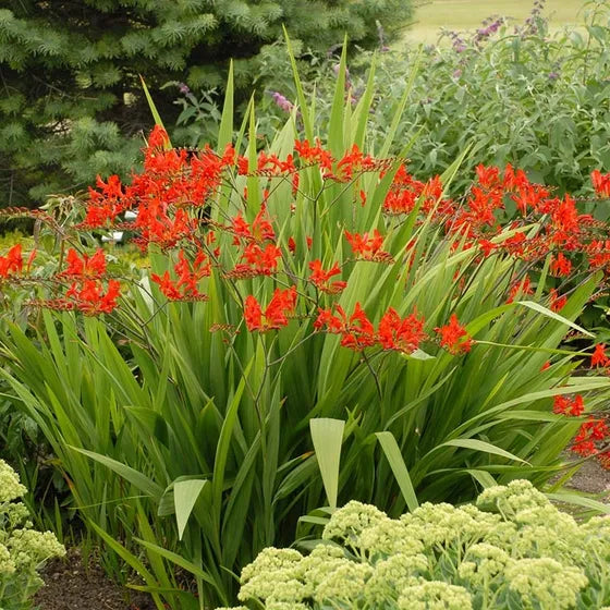 Crocosmia Lucifer (2 Litre)