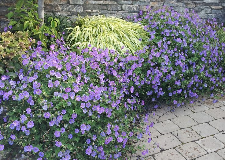 Geranium Rozanne