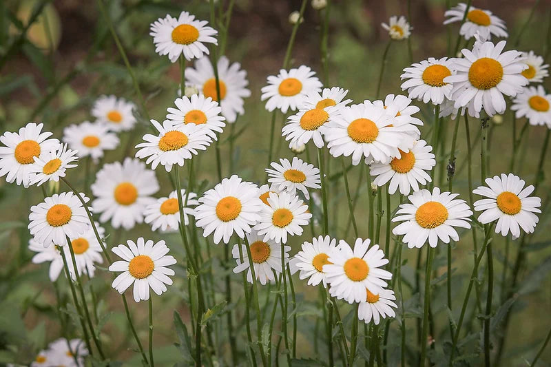 Leucanthemum 'May Queen' 2 Litre