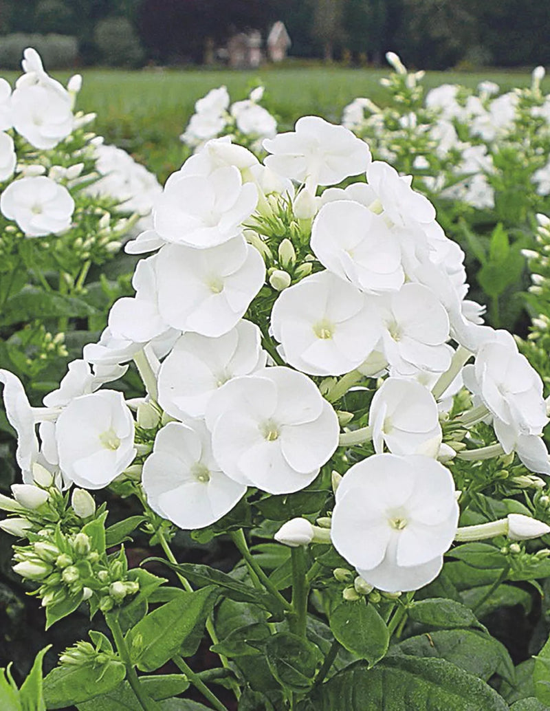 Phlox paniculata 'Danielle'