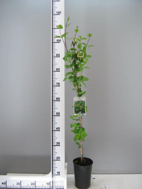 Lonicera japonica 'Halliana' | Japanese Honeysuckle 2L Single Cane