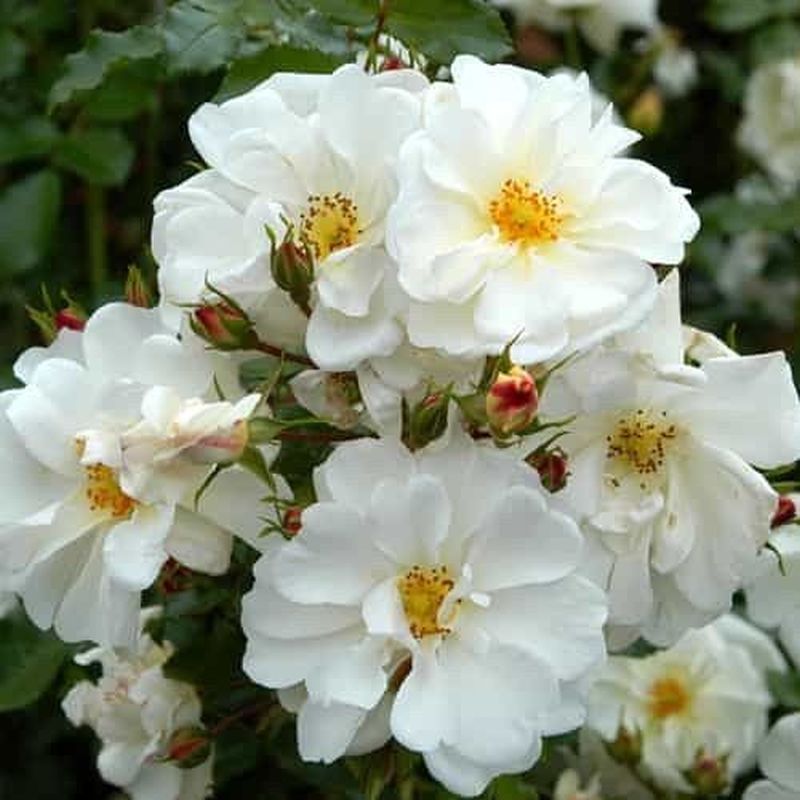 Diamant Ground Cover Rose 3 Litre