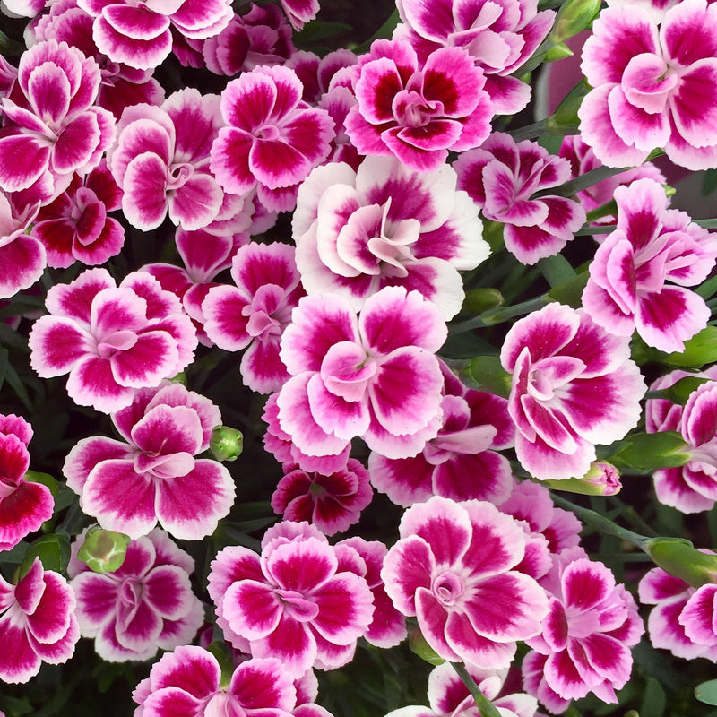 Dianthus Pink Kisses P10.5