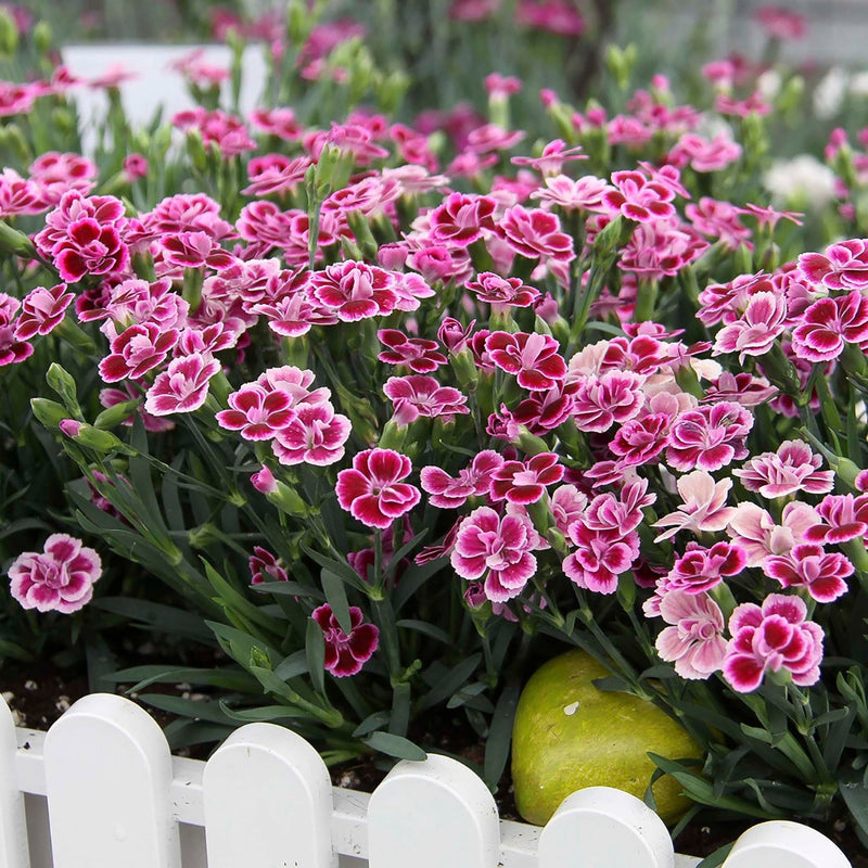 Dianthus Pink Kisses P10.5