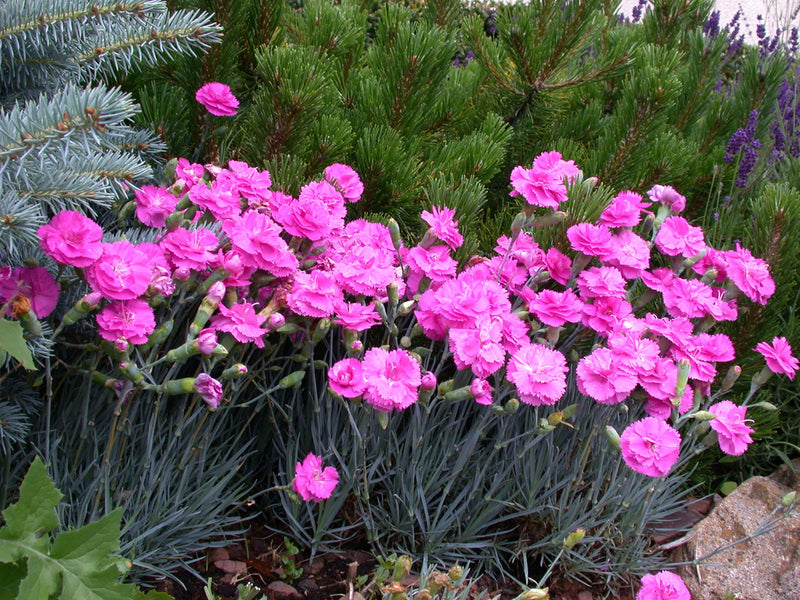 Dianthus Tickled Pink