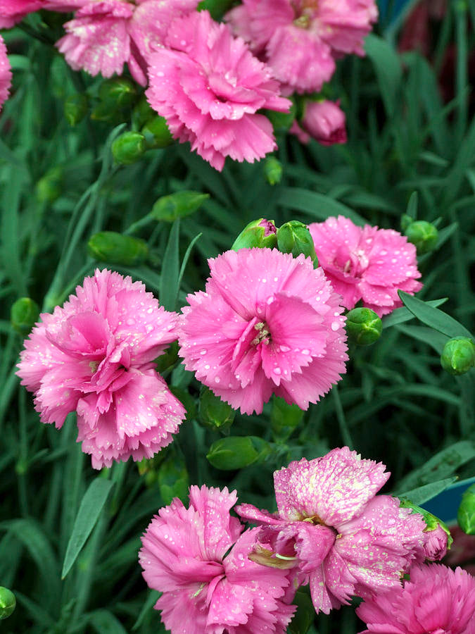 Dianthus Tickled Pink