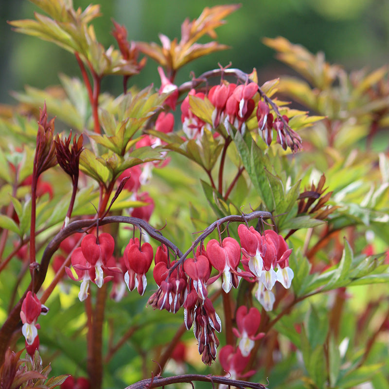 Dicentra 'Valentine'
