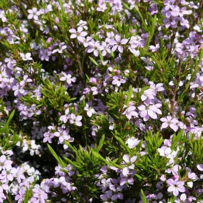 Diosma hirsuta 'Pink Fountain' (3 Litre)