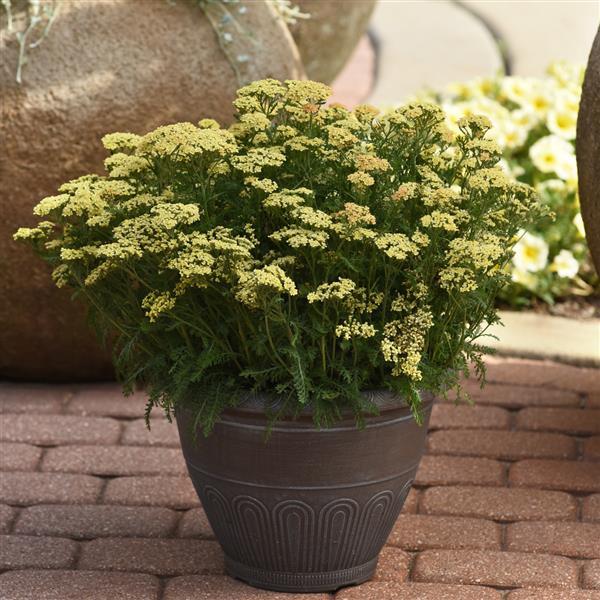 Achillea King Alfred 2L